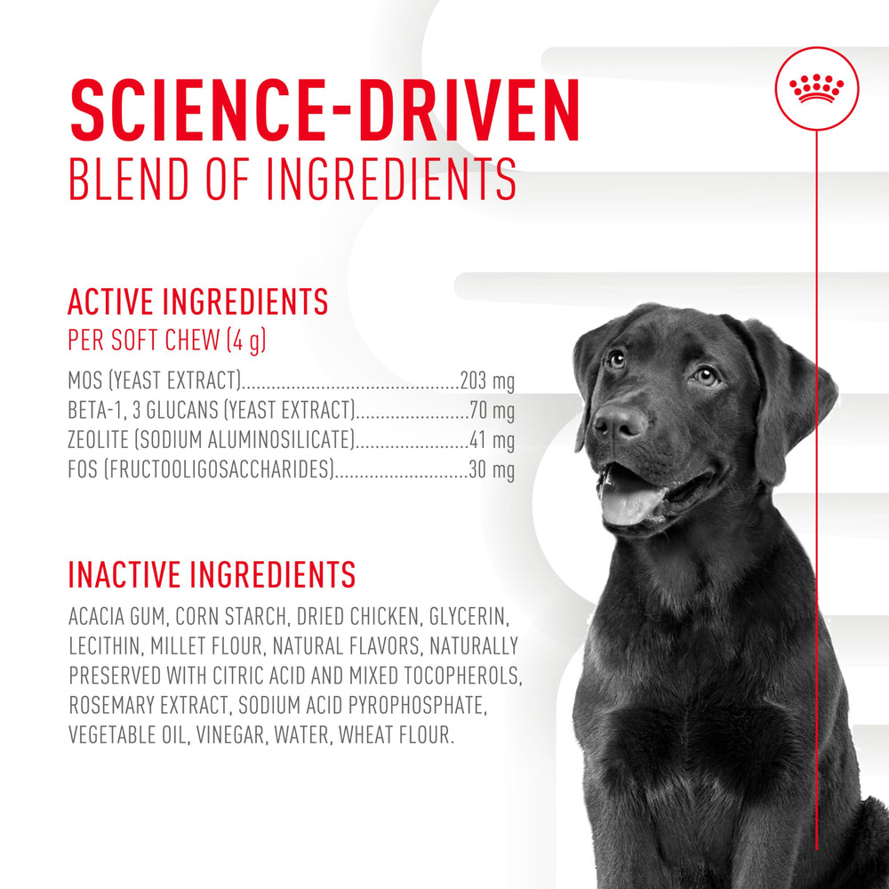 Perro adulto disfruta de masticables suaves de Royal Canin para sostener la digestión