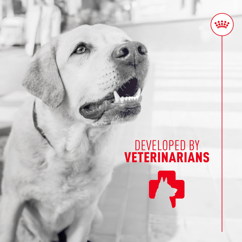Sabor suave que anima a perros a consumir el suplemento de Royal Canin