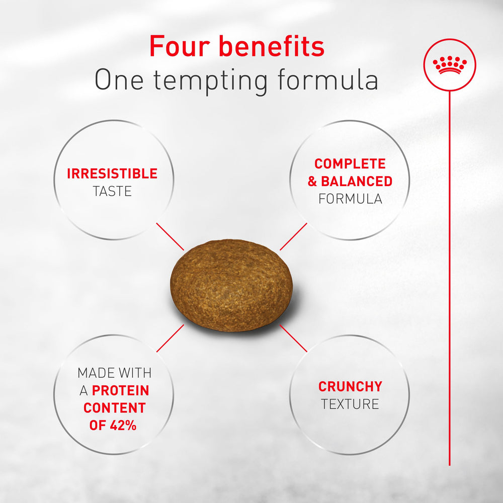 ROYAL CANIN Fussy gato interior-exterior, apto para felinos activos.