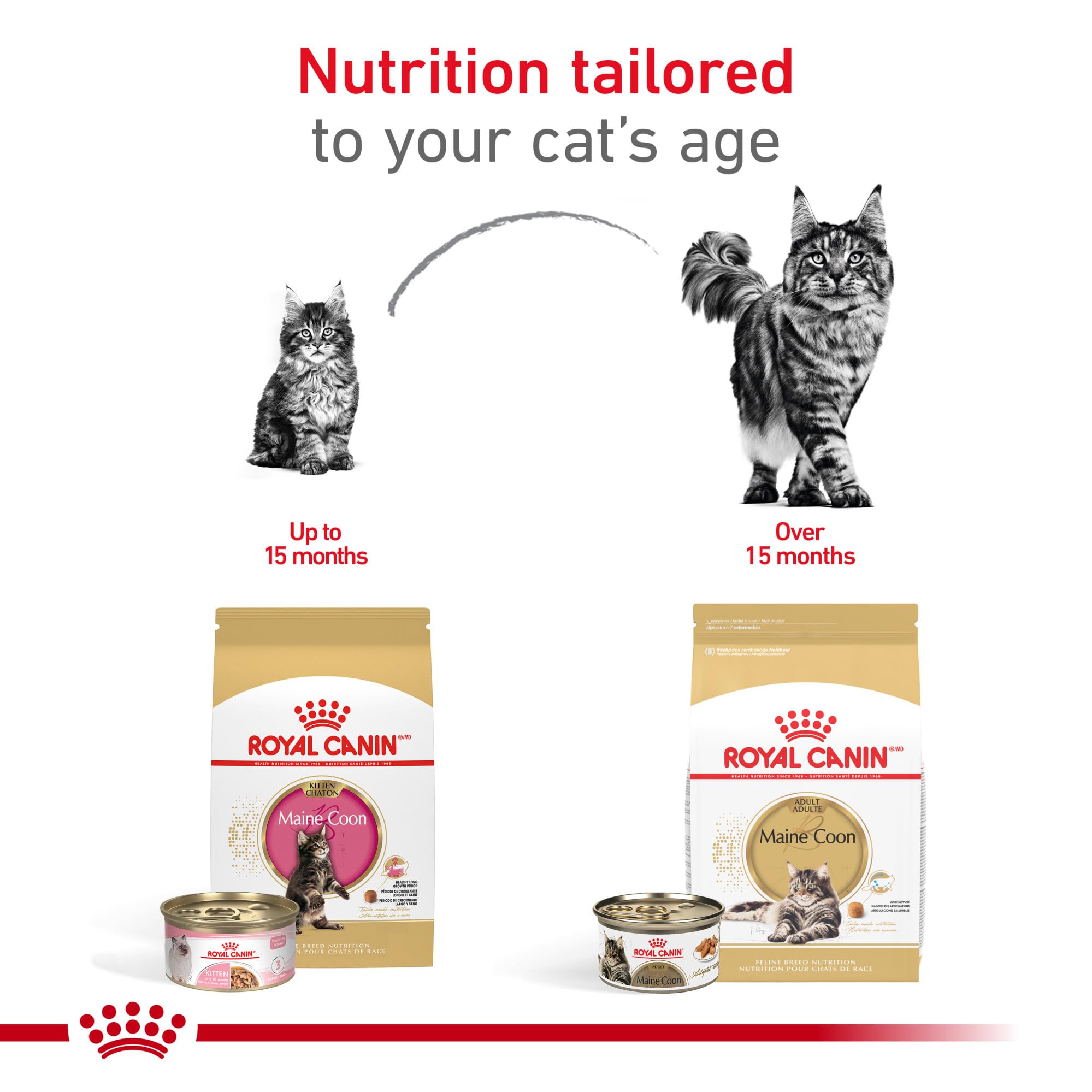 Royal Canin gatito Maine Coon soporte para huesos y articulaciones