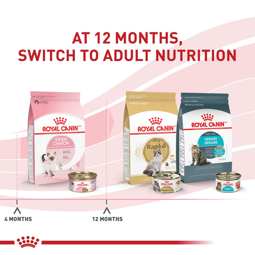 Royal Canin Gatito: servido en plato para gatitos curiosos.
