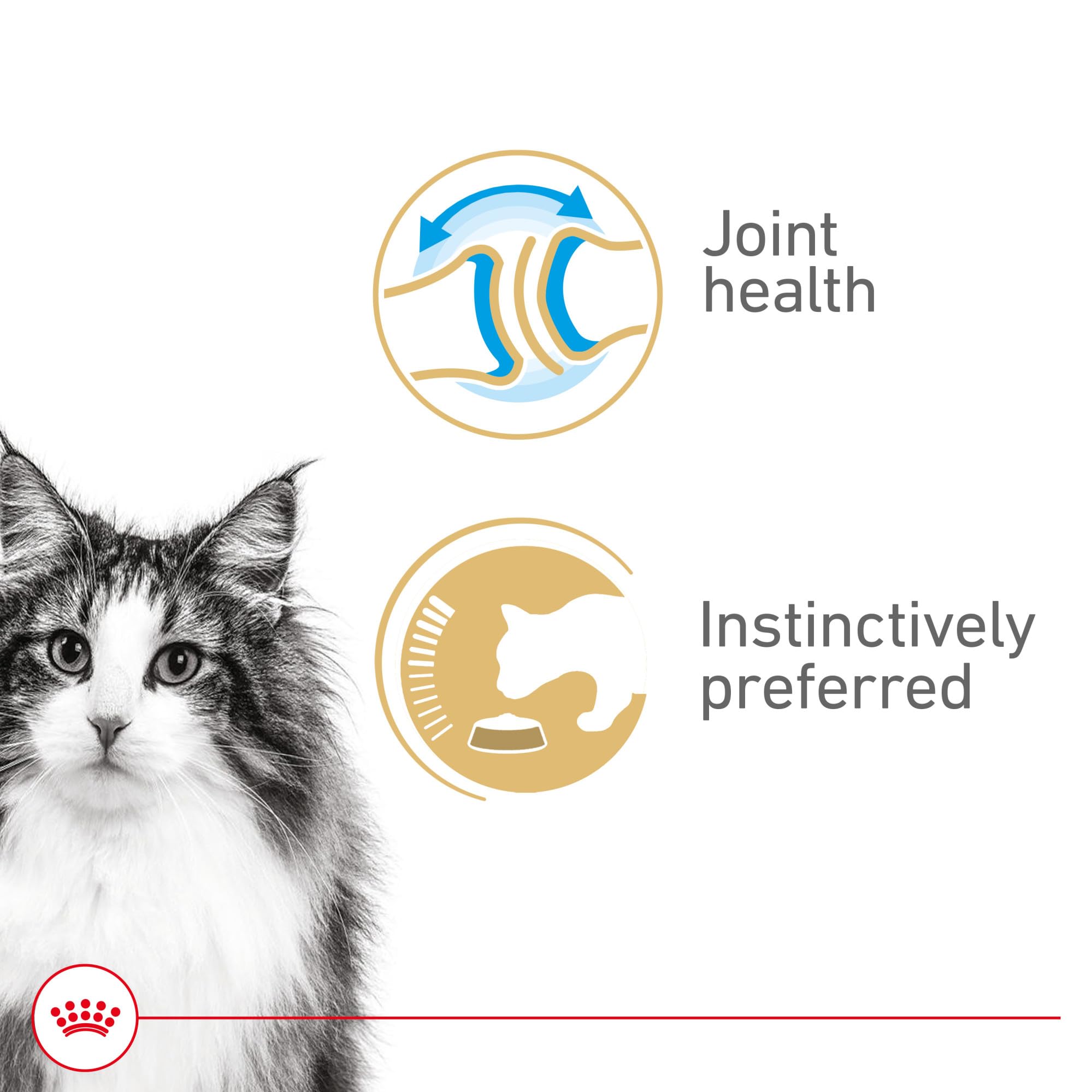 Royal Canin Gato Senior en salsa: textura suave para mandíbulas sensibles.