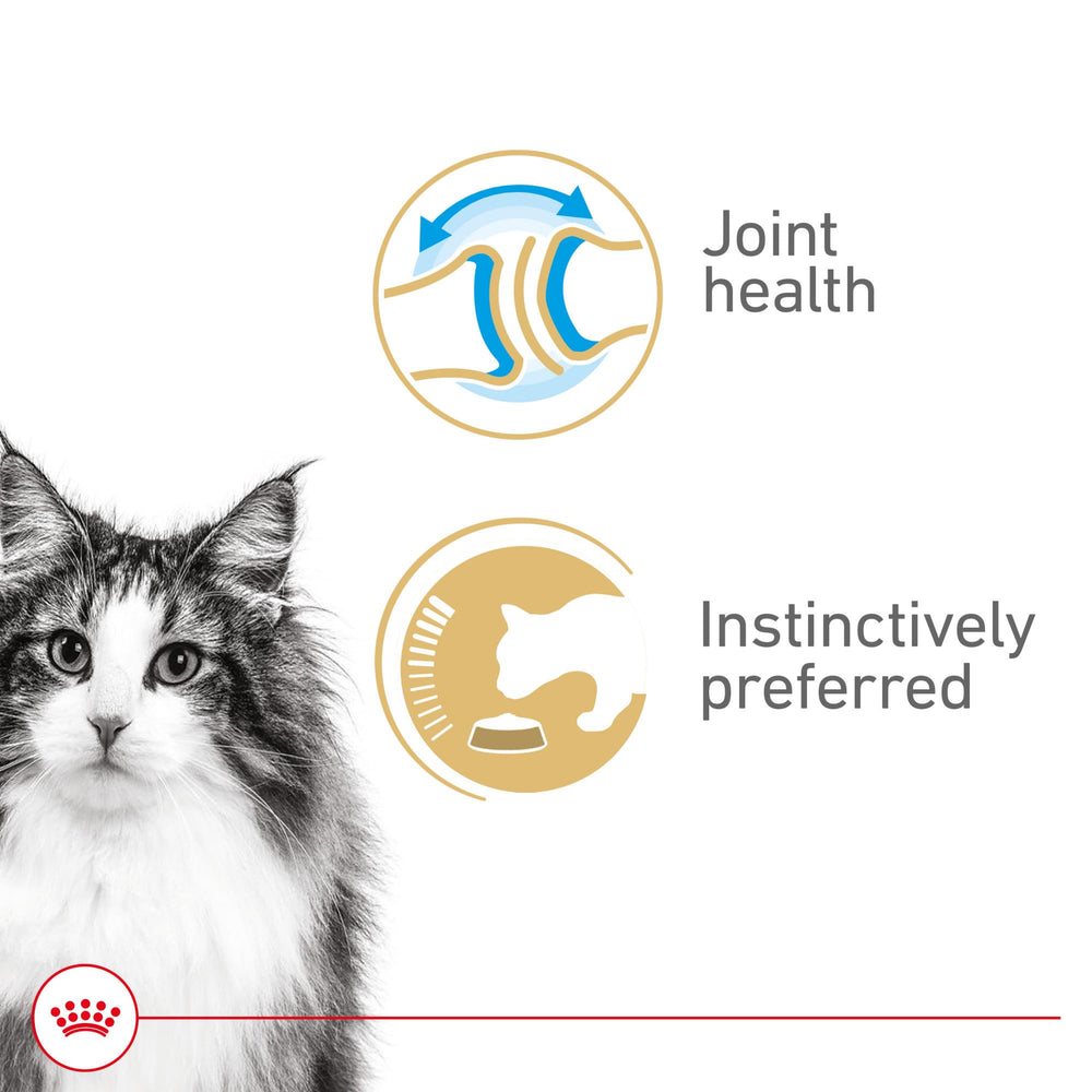Royal Canin Gato Senior en salsa: textura suave para mandíbulas sensibles.
