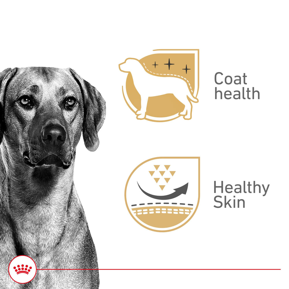 Royal Canin gel-perro-adulto-piel-y-brillo: favorece piel saludable y pelaje brillante.