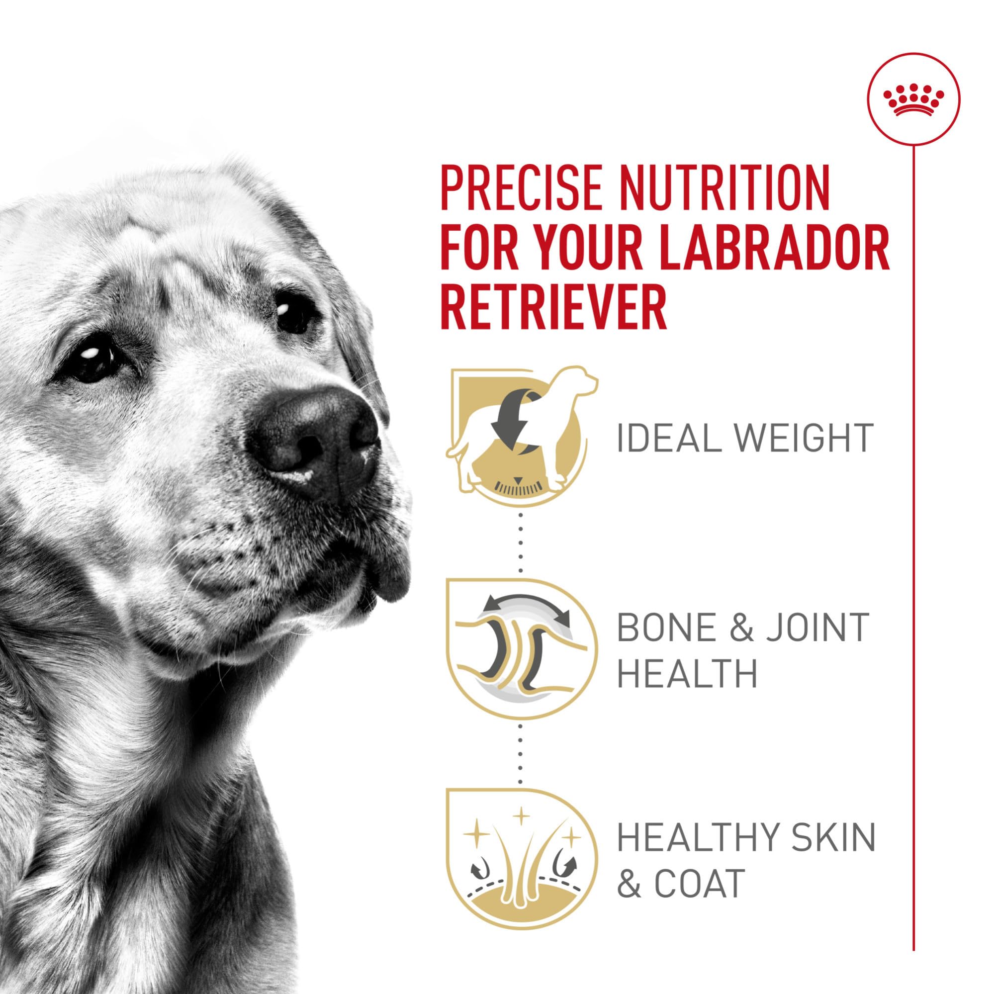 Control de calorías y grasa para Labrador adulto de Royal Canin