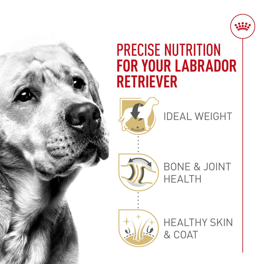 Control de calorías y grasa para Labrador adulto de Royal Canin