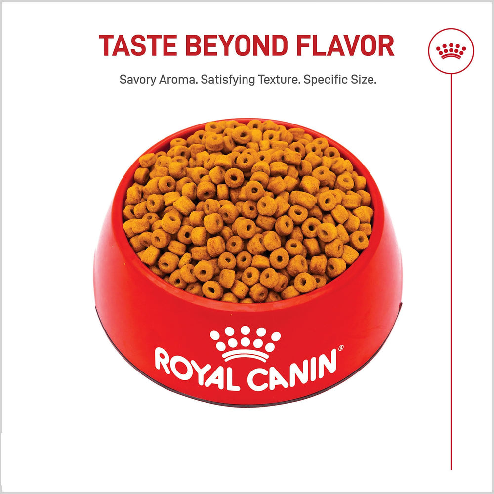 Royal Canin Labrador Puppy: croqueta en forma de dona para crecimiento saludable.