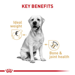 Royal Canin Labrador Retriever pate en salsa, lata abierta para degustación