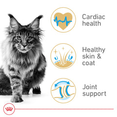Fórmula con taurina y EPA y DHA de Royal Canin Maine Coon para salud cardíaca