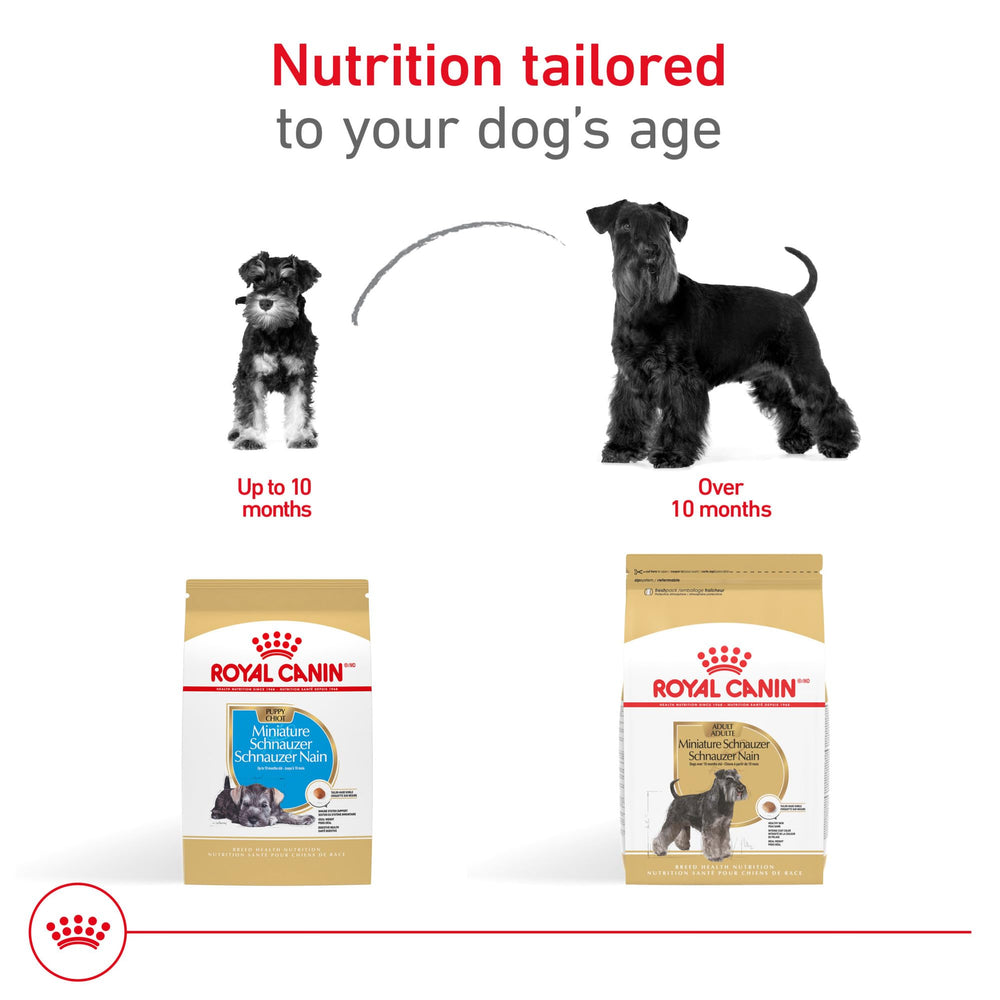 Royal Canin Schnauzer Miniatura Puppy, croquetas pequeñas para mordida y facilidad de consumo.