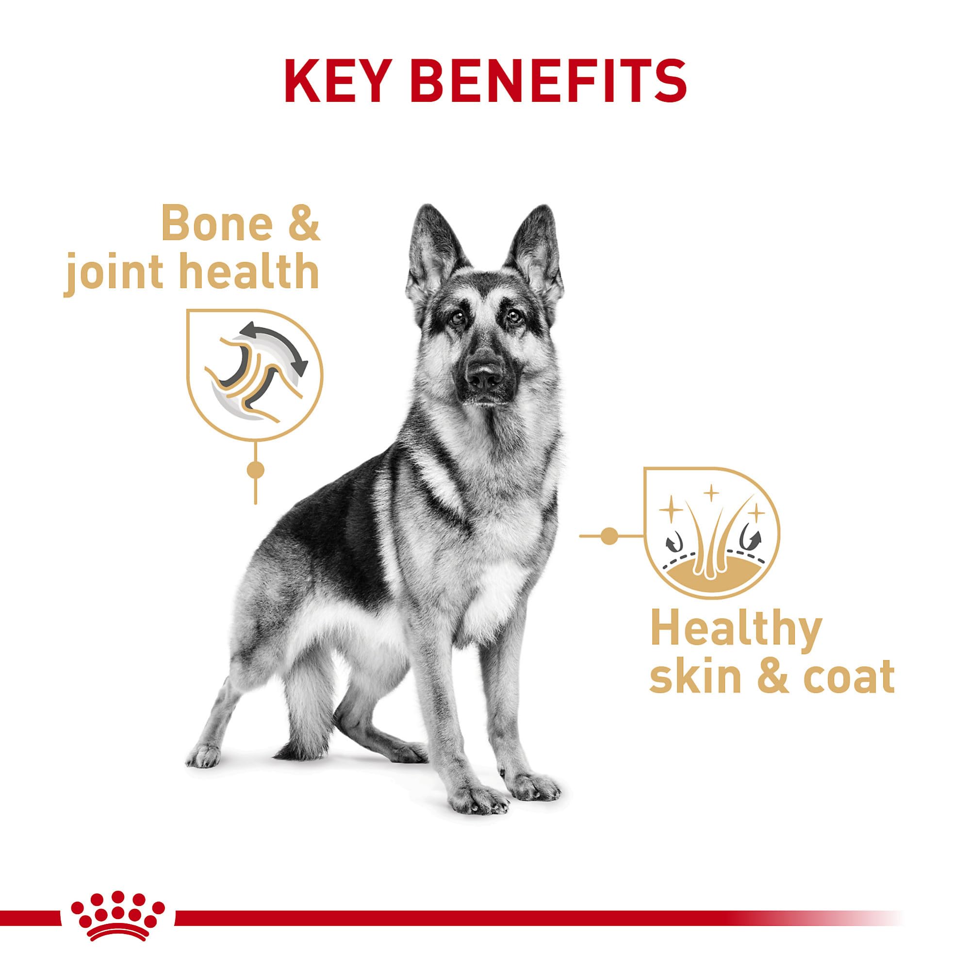 ROYAL CANIN Pastor Alemán Adulta textura paté en salsa favorece apetito.
