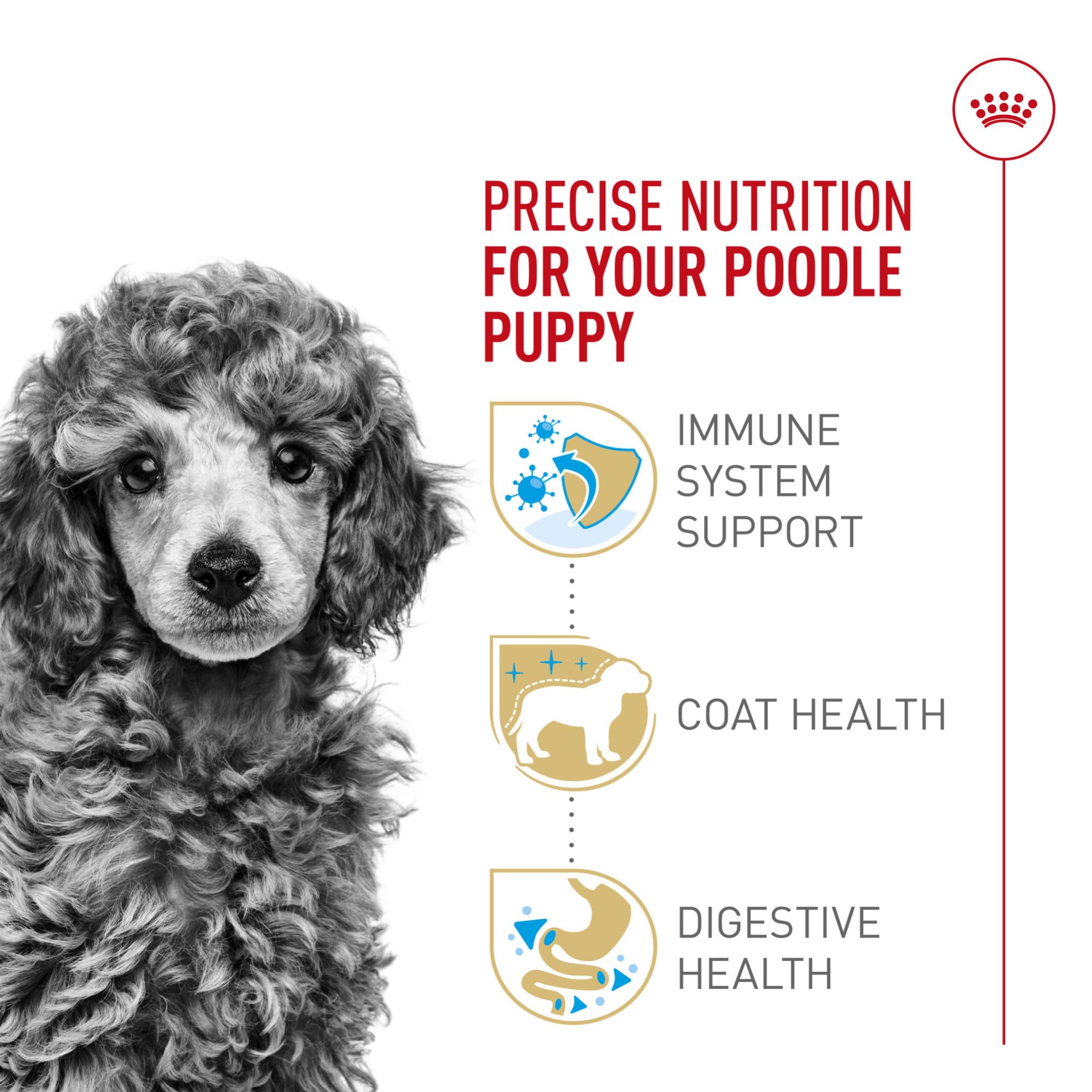 ROYAL CANIN Caniche Puppy: antioxidantes con vitamina E para desarrollo inmunológico