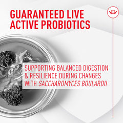 ROYAL CANIN Probiotics para Gatos: aplicación en comida húmeda para sabor agradable