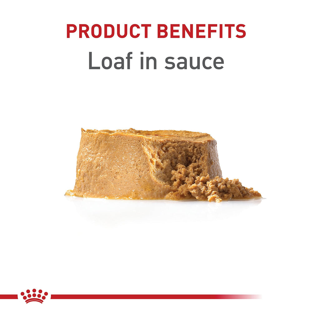 Royal Canin Puppy Loaf en Salsa, cuenco servido con colores naturales.