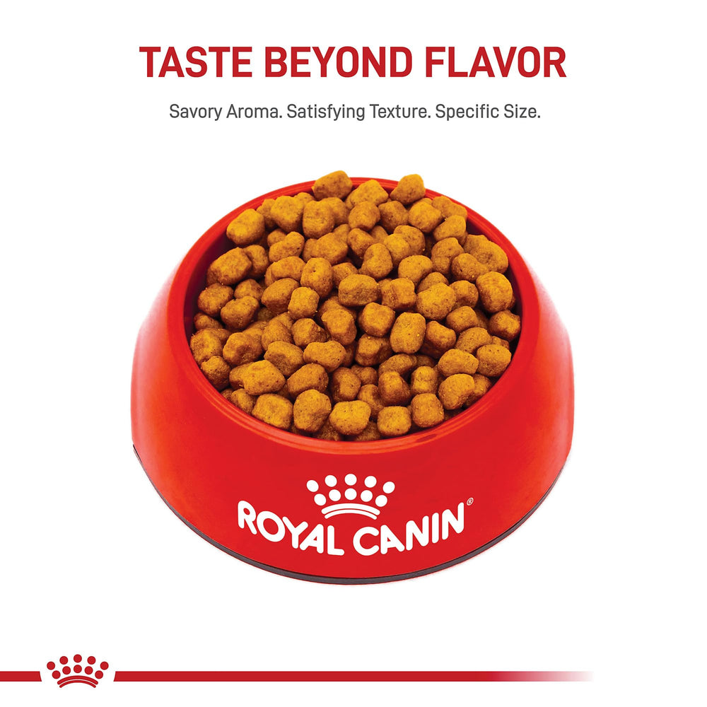 Royal Canin Shih Tzu, servido en plato para comidas diarias.