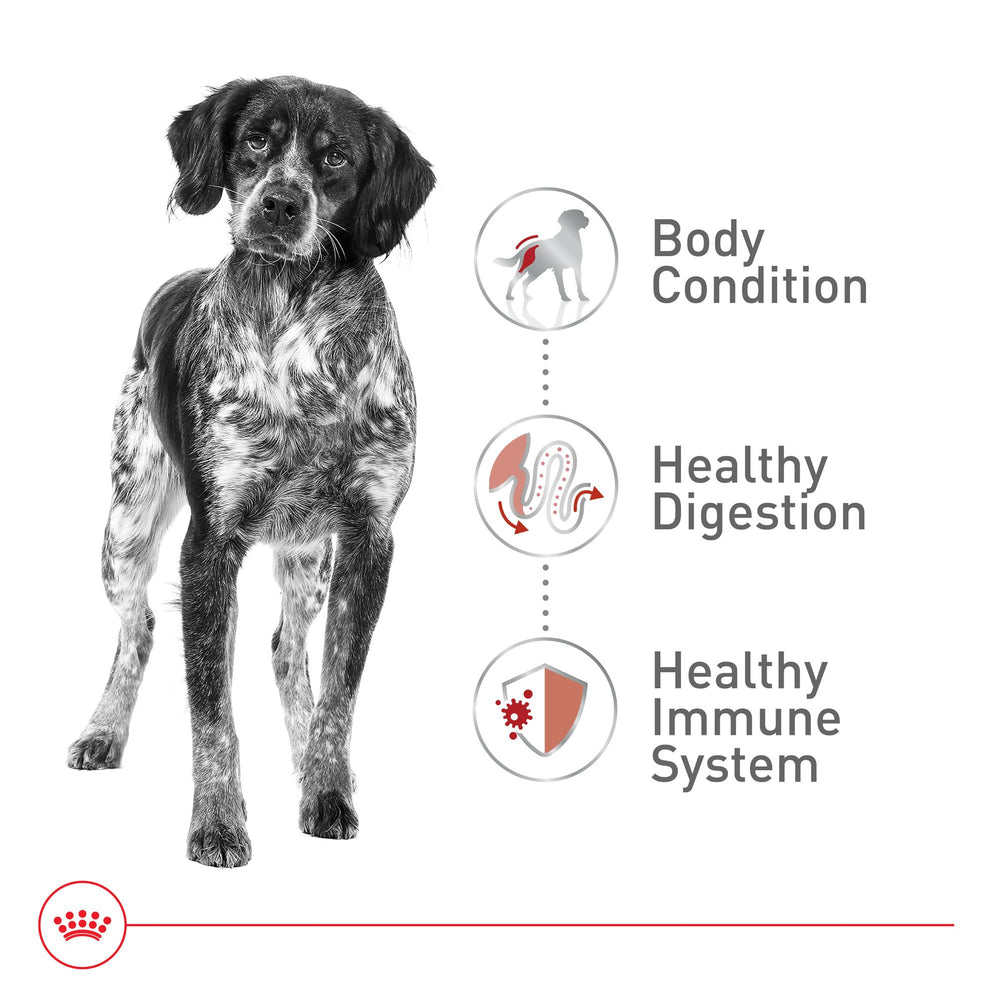 Royal Canin tazón con alimento seco para perro mediano.