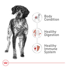 Royal Canin tazón con alimento seco para perro mediano.