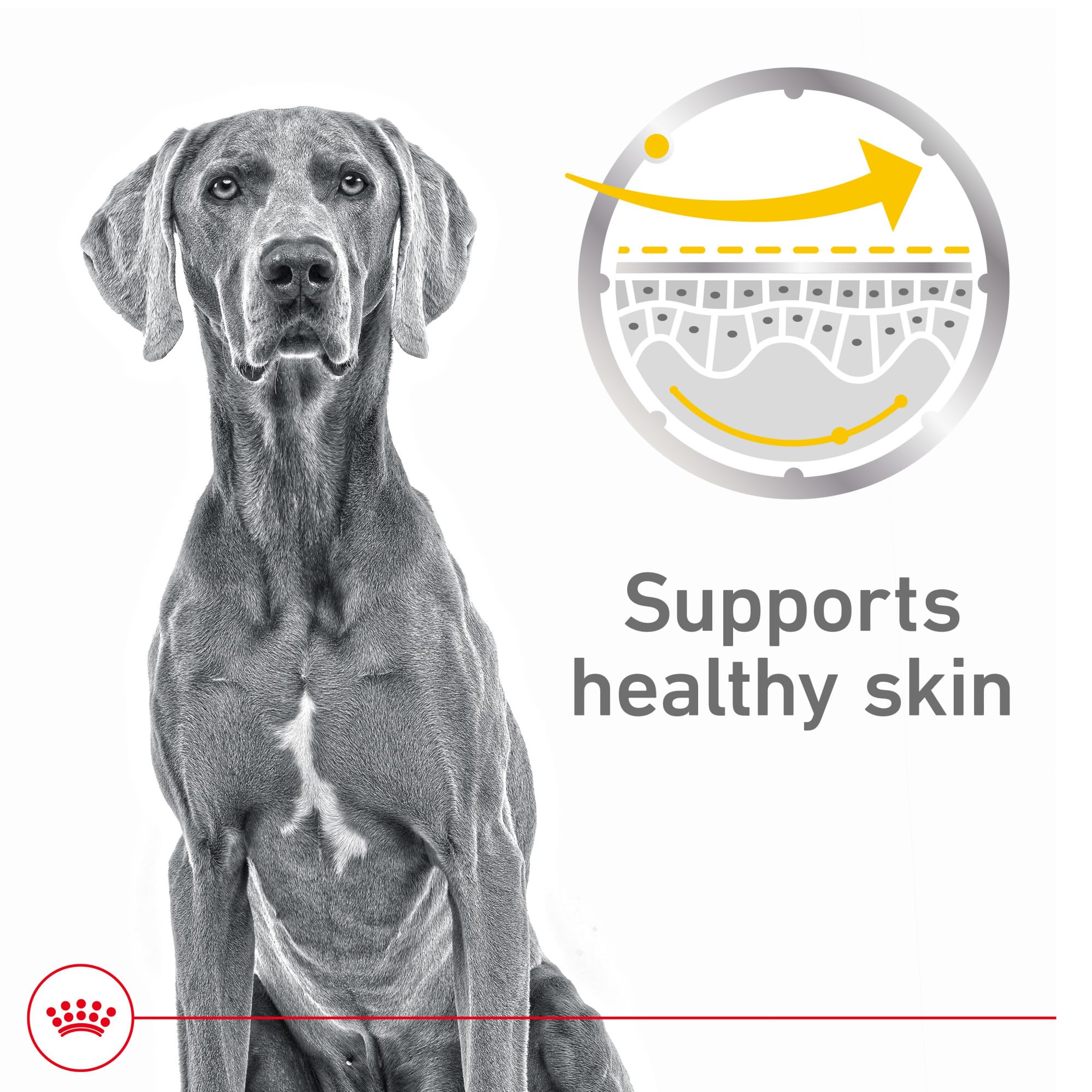 Royal Canin Textura lonja en salsa: trozos tiernos para piel sensible.