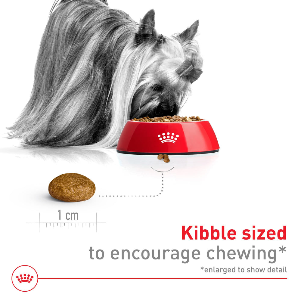 Royal Canin Size X-Small perro activo disfruta de la comida.