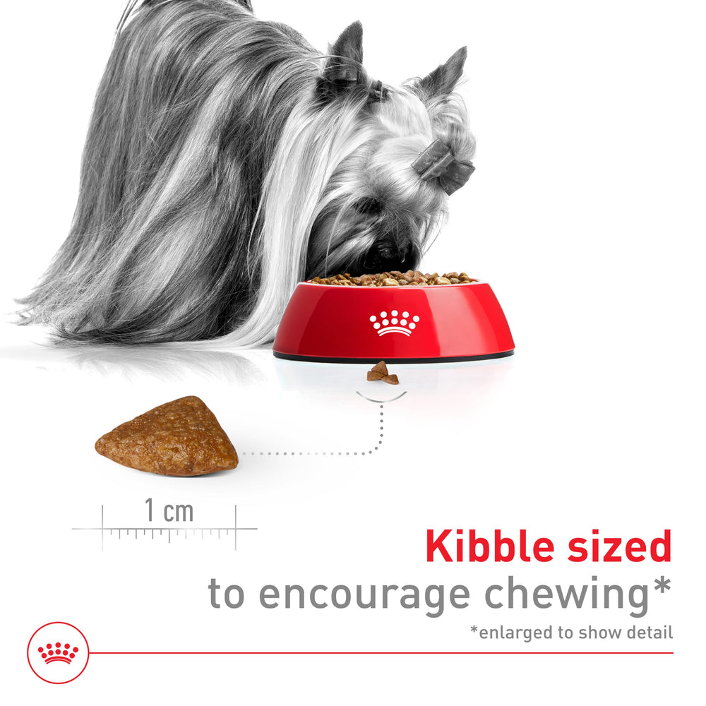 Nutrición para corazones de perros mayores: ingredientes clave de Royal Canin X-Small Aging 12+.