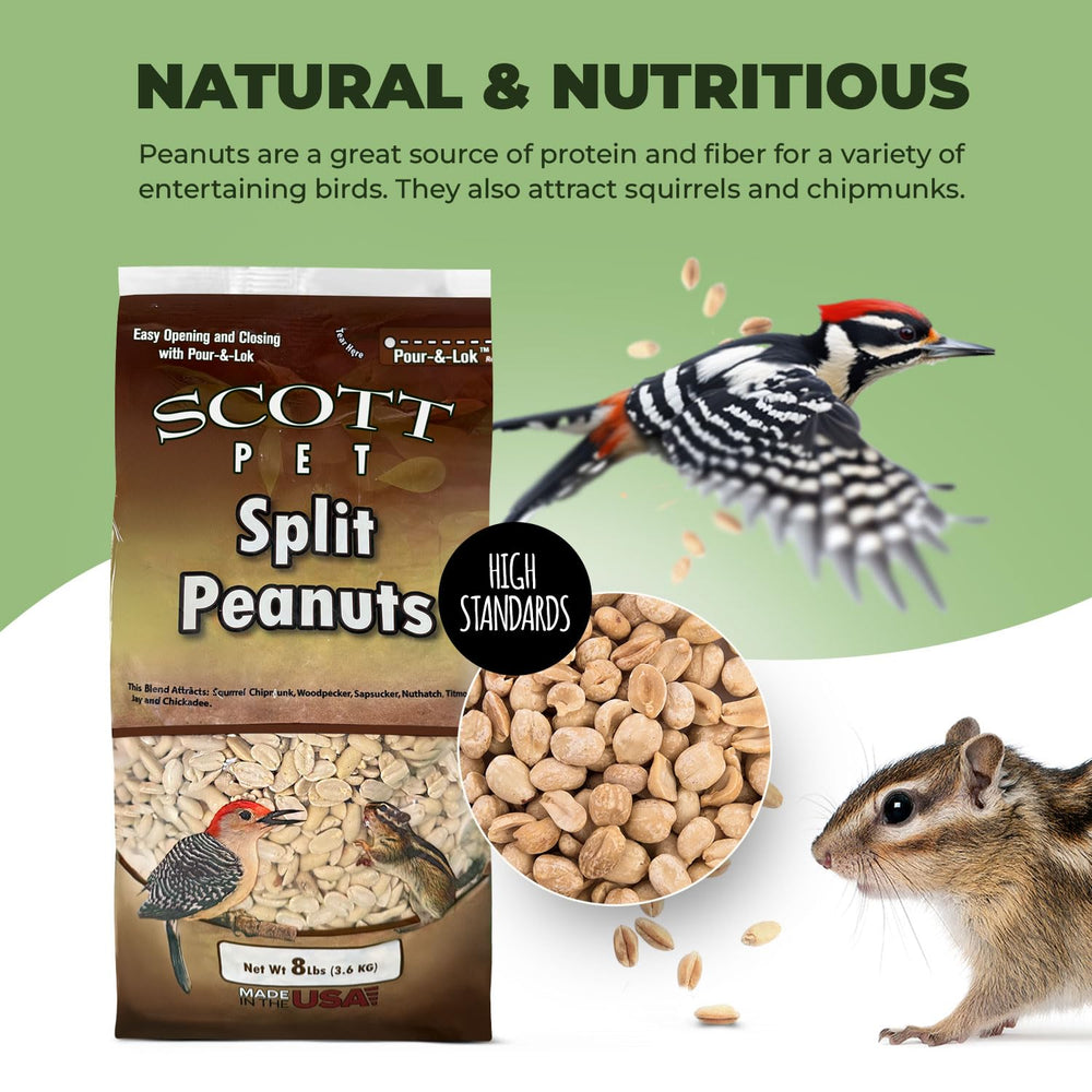 Scott Pet aves comiendo cacahuates partidos al aire libre.