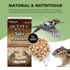 Scott Pet aves comiendo cacahuates partidos al aire libre.
