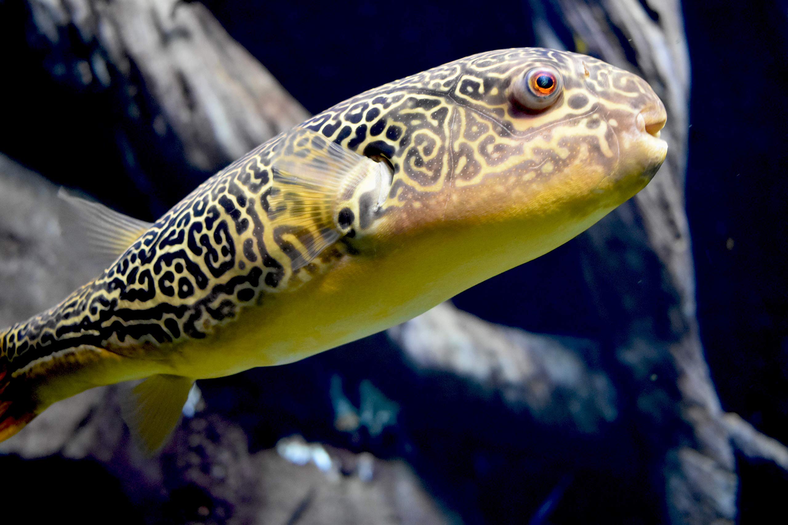 Seachem Clarity, dosis y uso recomendado para refrescar el acuario.