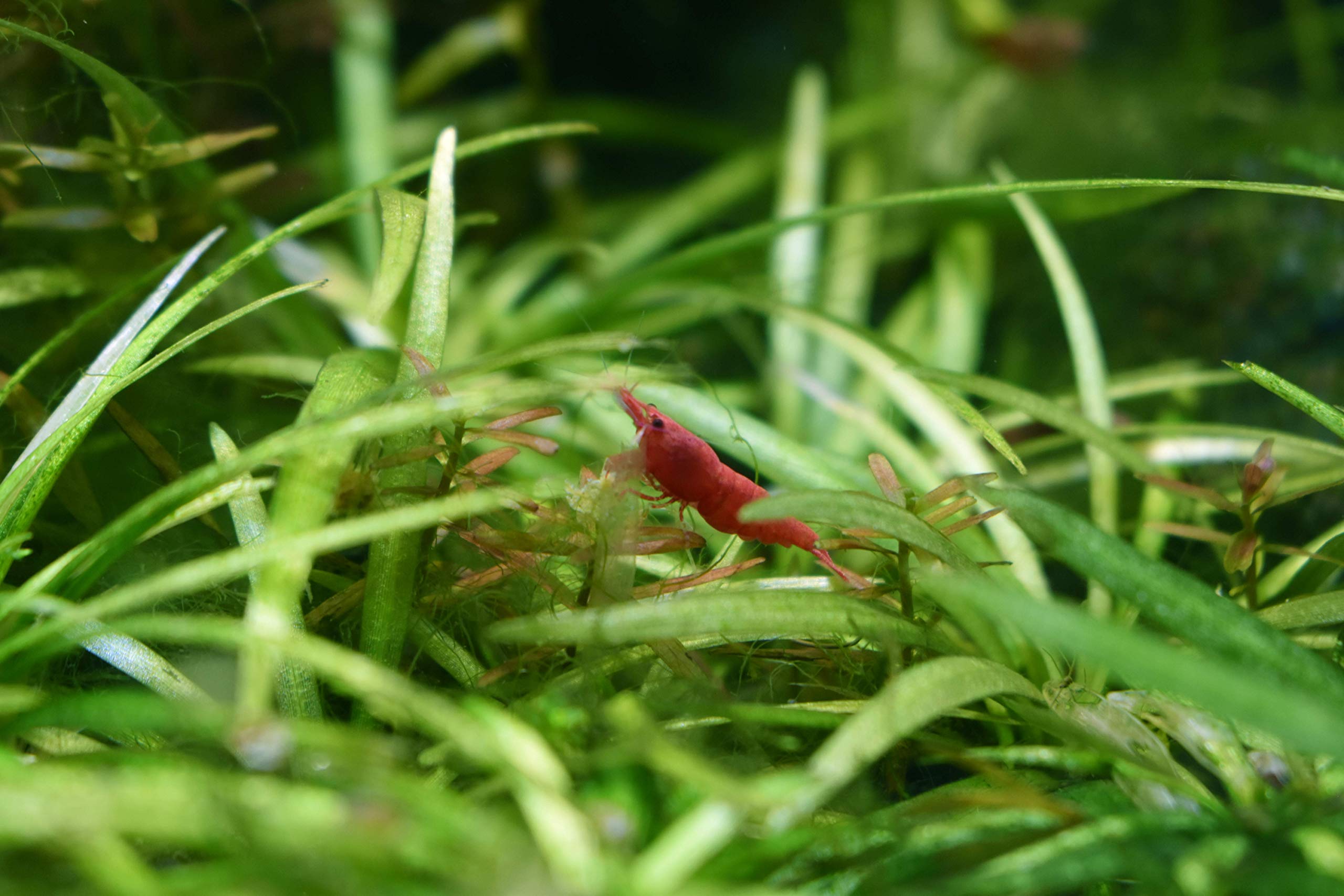 Seguro para invertebrados como gambas durante el cuidado del acuario.