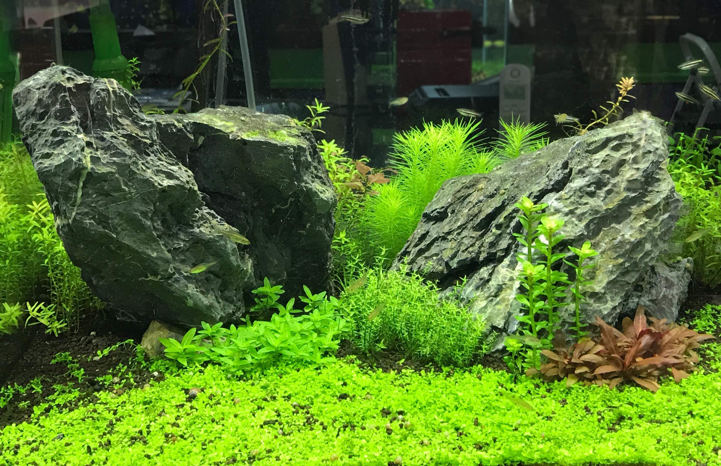 Acuario con plantas saludables gracias a Flourish Trace