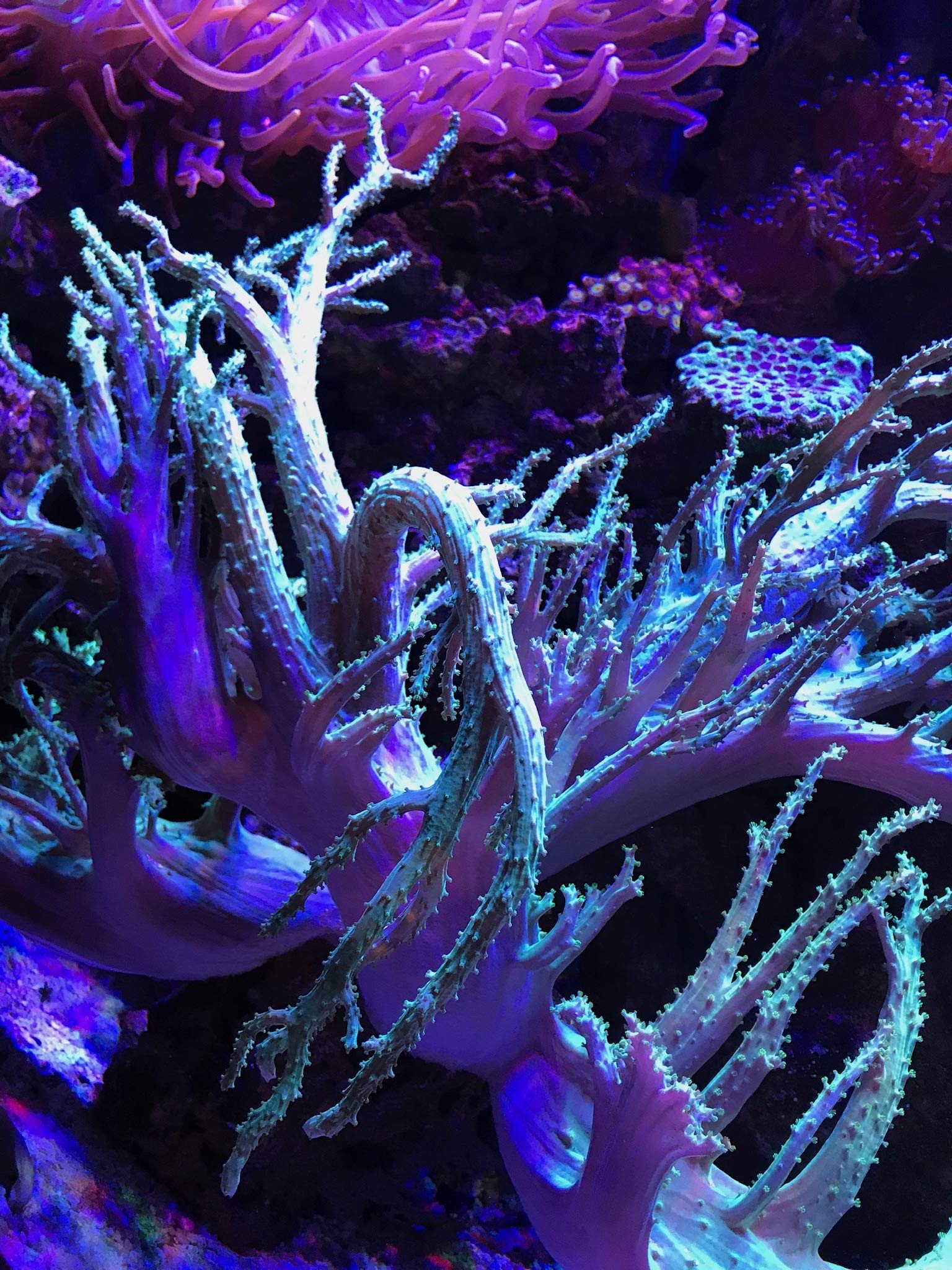PhosGuard aplicado en filtro de acuario para flujo óptimo y filtración eficaz.