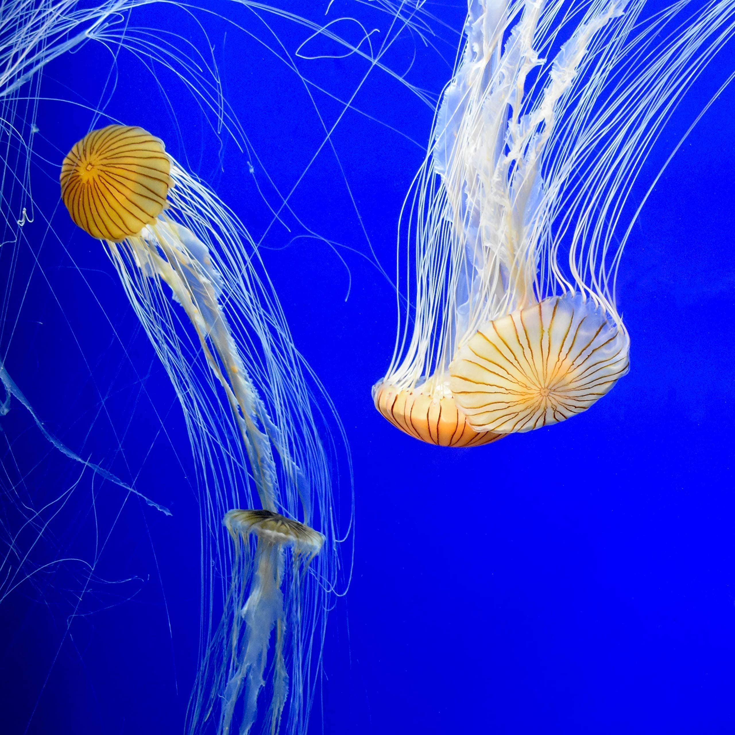 Etiqueta de Prime con dosis y usos recomendados para acuario.