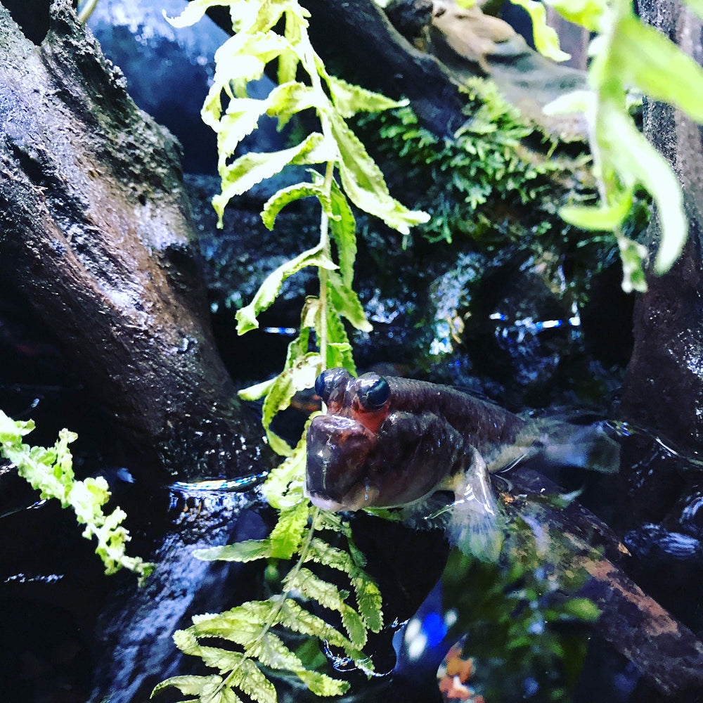 Seachem Prime, uso en acuario de agua dulce y salada.