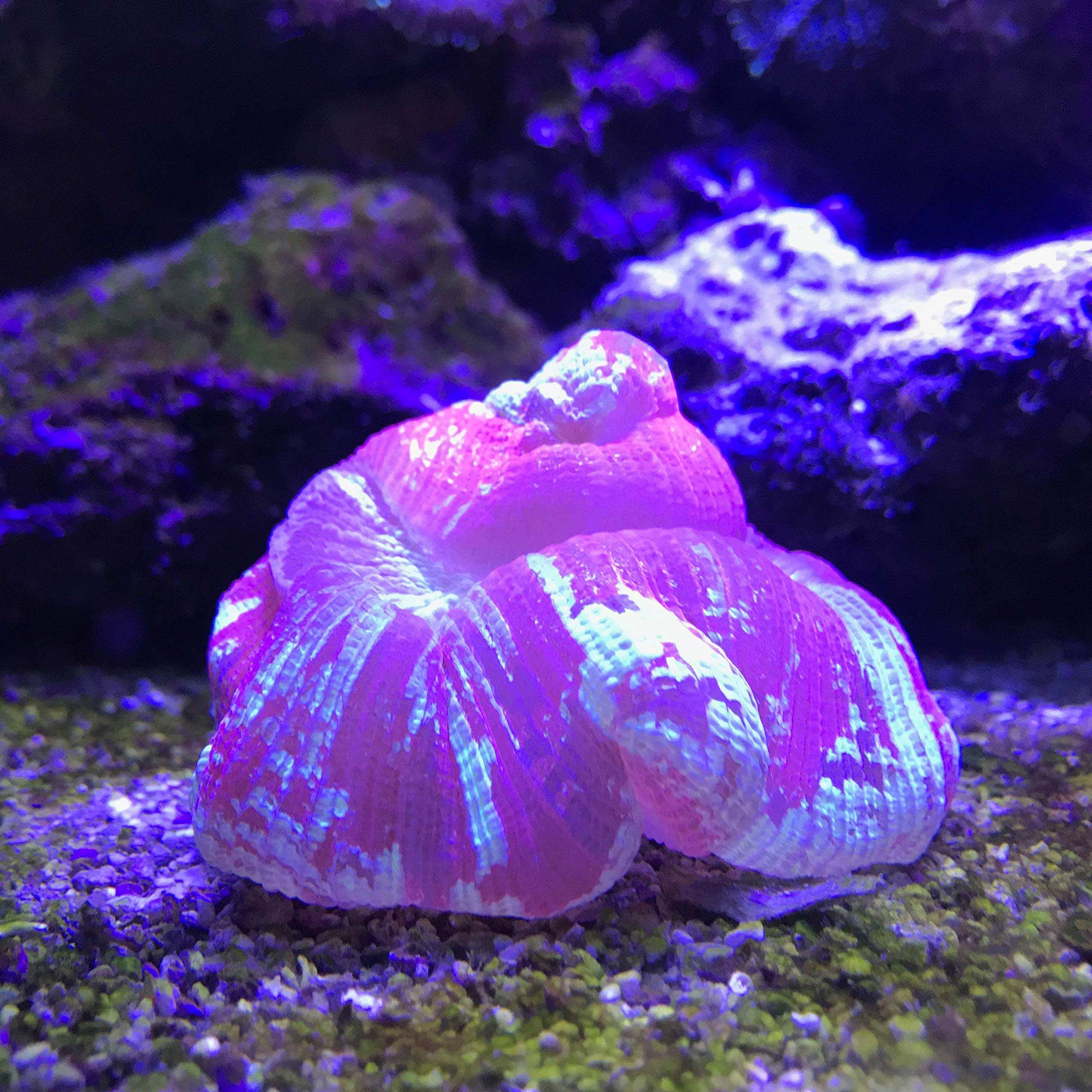 Uso diario de Seachem Reef Buffer para una dosificación precisa en arrecifes.