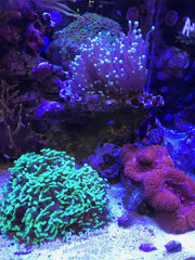 Seachem Reef Builder, uso en acuario para estabilizar alcalinidad y pH
