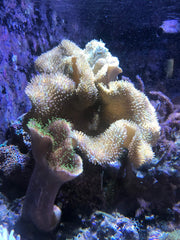 Reef Phytoplankton de Seachem en acuario marino para alimentar corales.