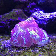 Seachem Reef Plus, minerales traza aportan nutrición esencial para el acuario marino