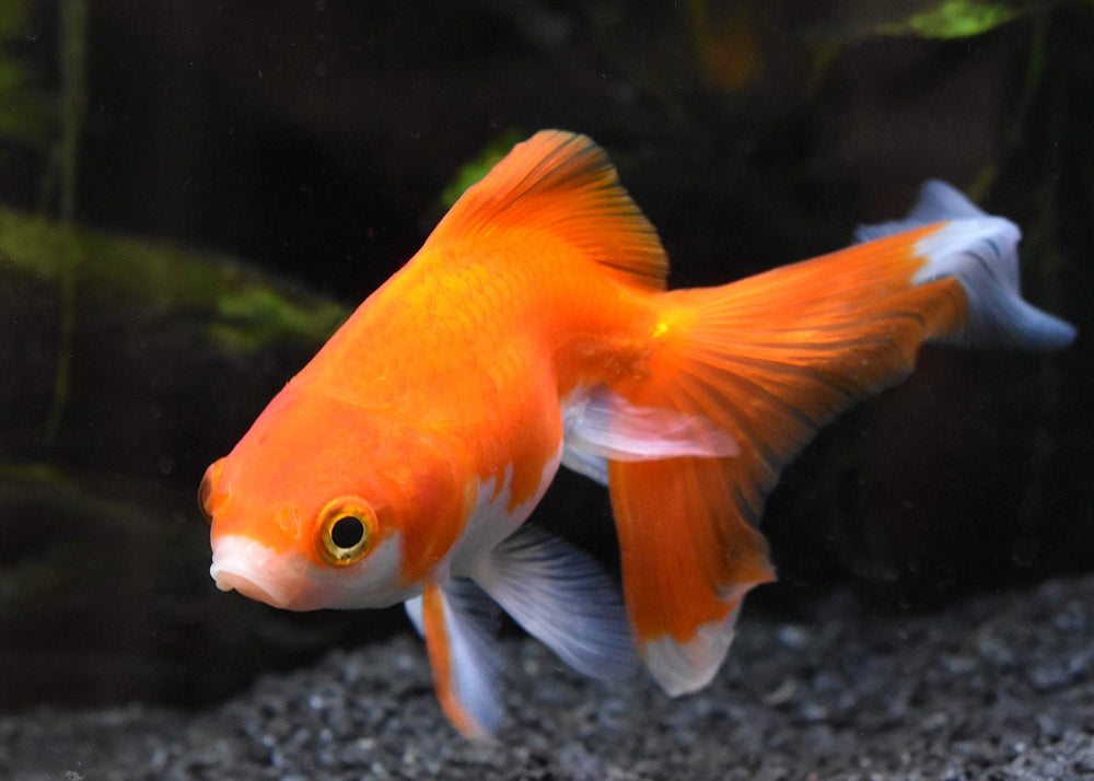 Seachem Replenish minerales restaurados en acuario
