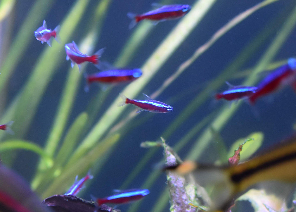Seachem Stability permite introducir peces manteniendo la dosis por 7 días.