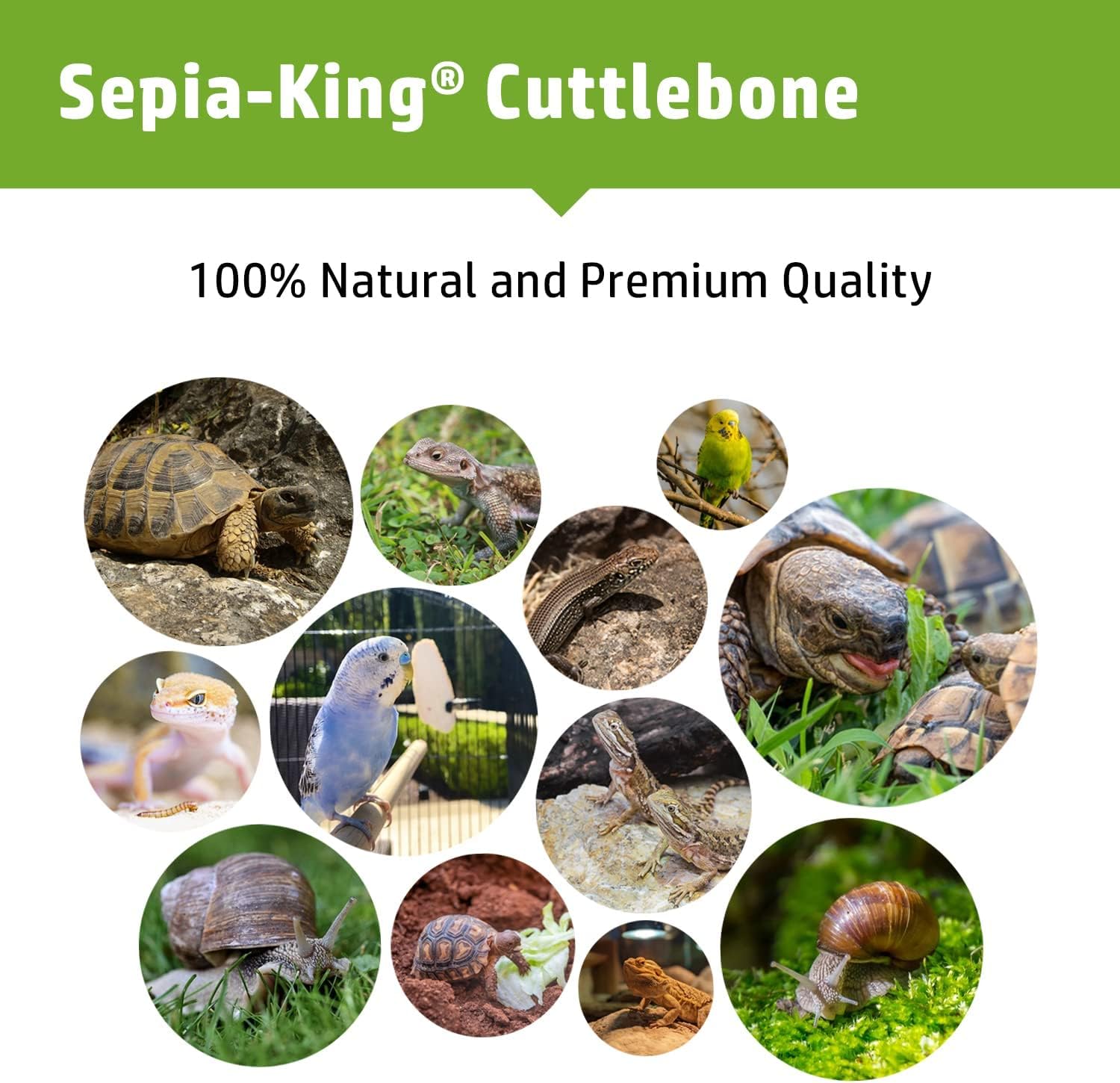 Sepia King: uso diario en el hábitat para reptiles y aves.
