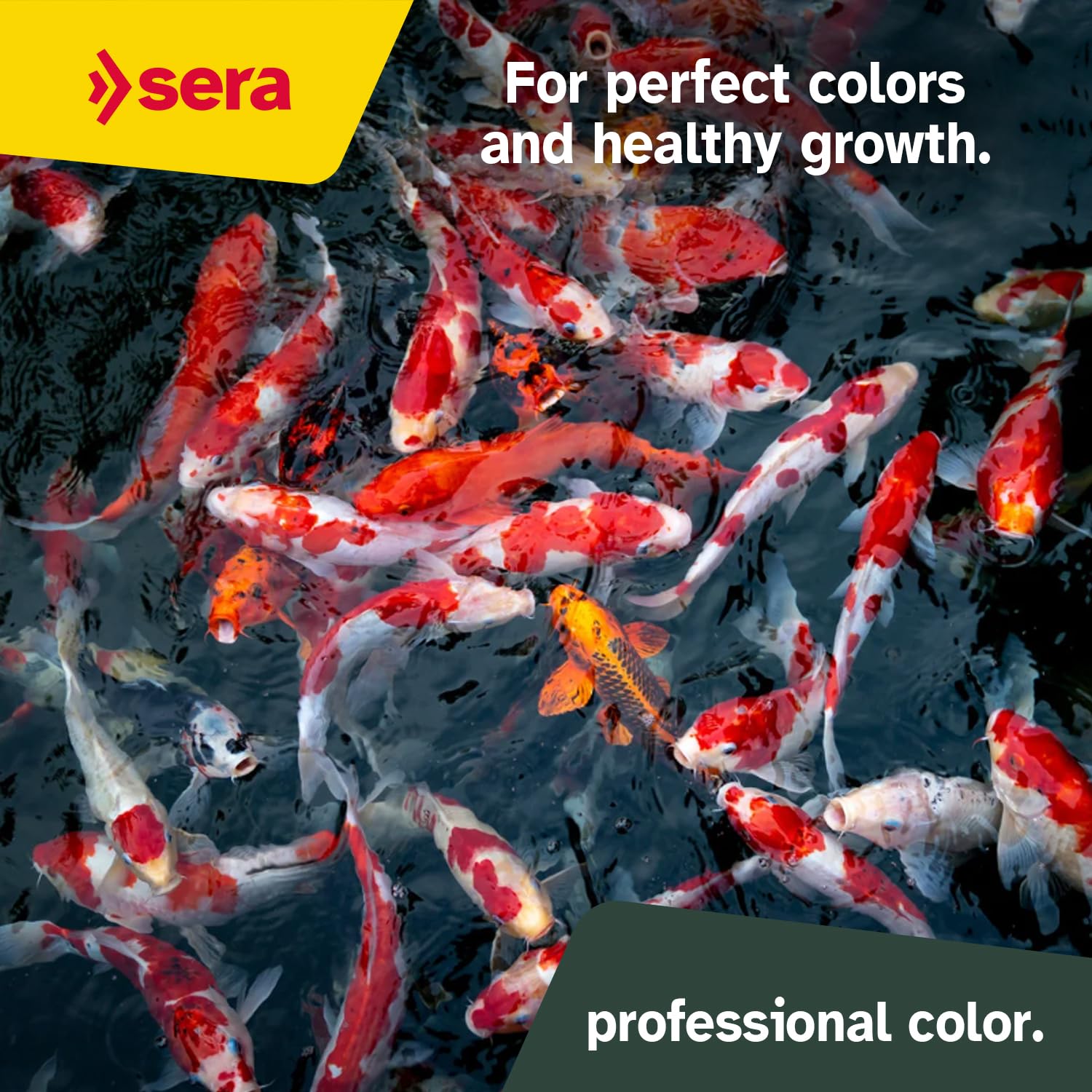 Sera Koi Professional Color: core con vitaminas y minerales para crecimiento saludable.