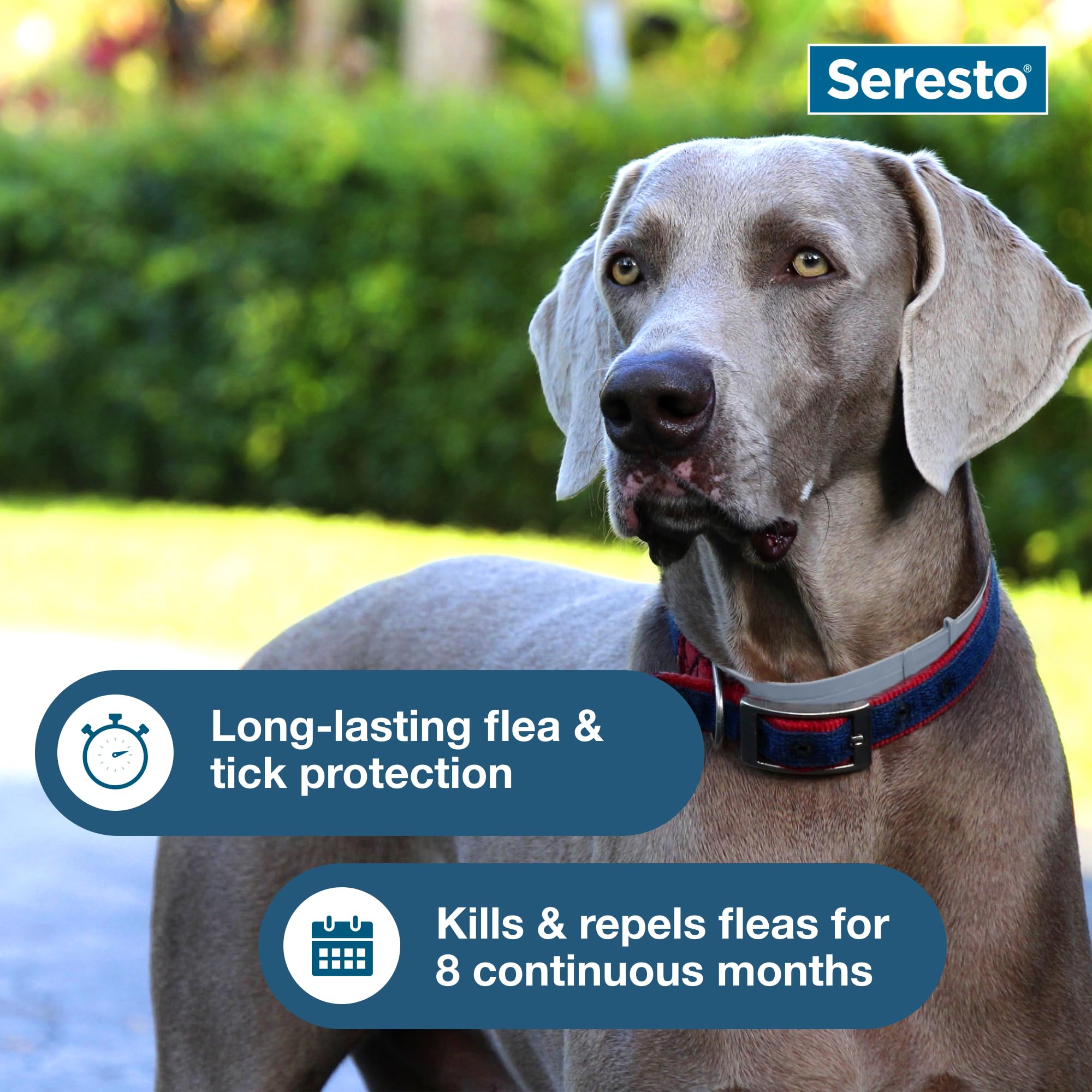 Seresto collar grande, vista interior, agua resistente para juegos al aire libre.