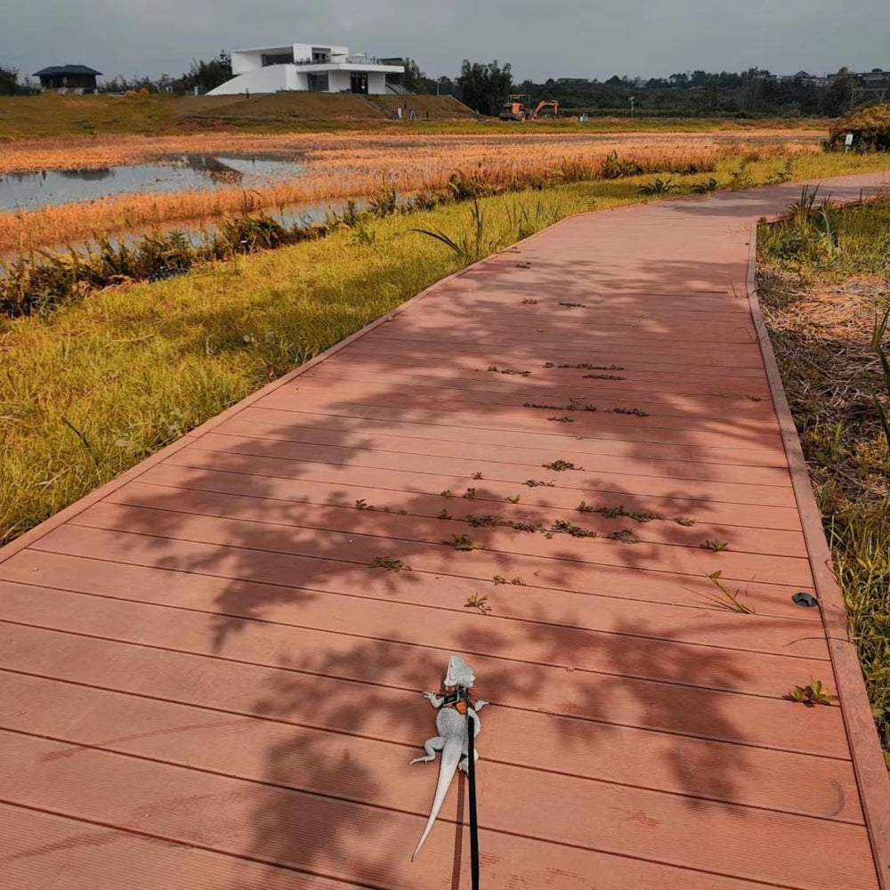 SEZDEKI set para dragón barbudo, ideal para dueños nuevos y múltiples mascotas
