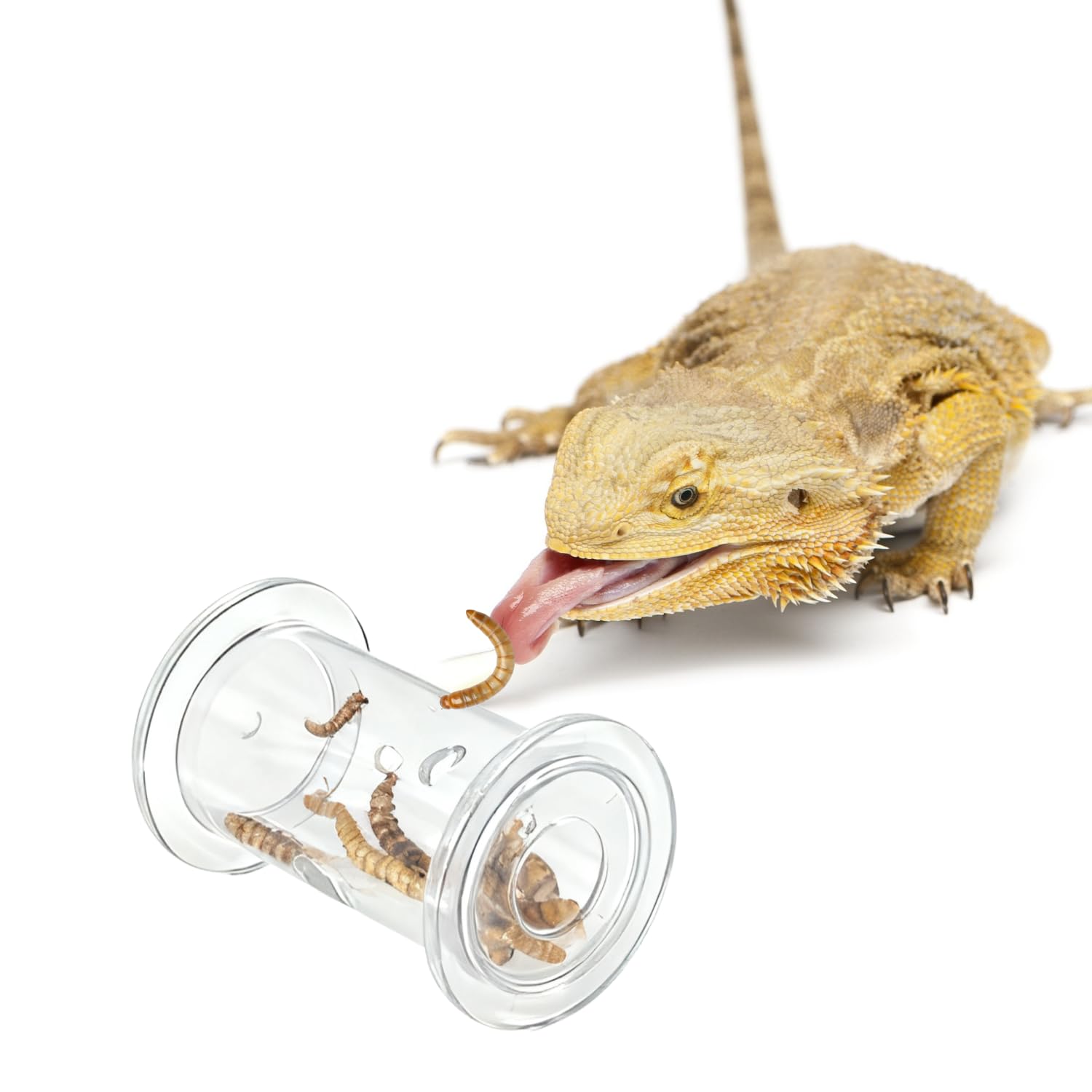 SEZDEKI Regalo para mascotas reptiles: entretenimiento seguro y educativo