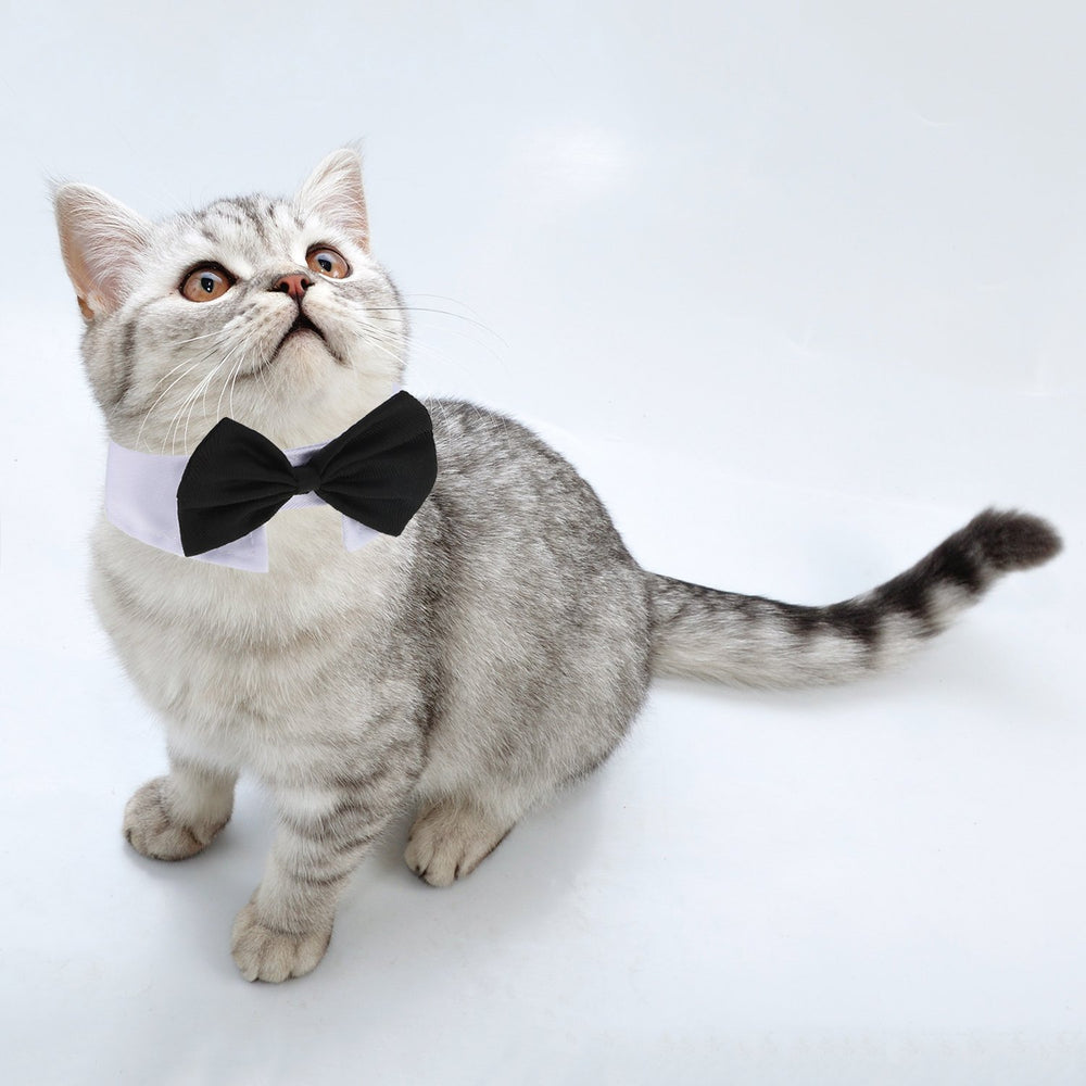 Shappy collar ajustable para grooming de mascotas, fácil de poner