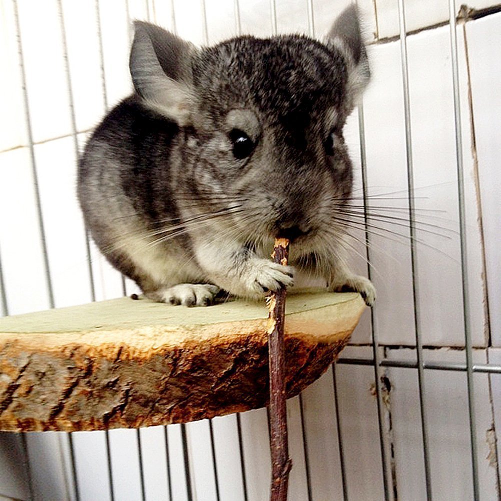 Sharllen ramas masticables de manzana para chinchillas y cobayas.