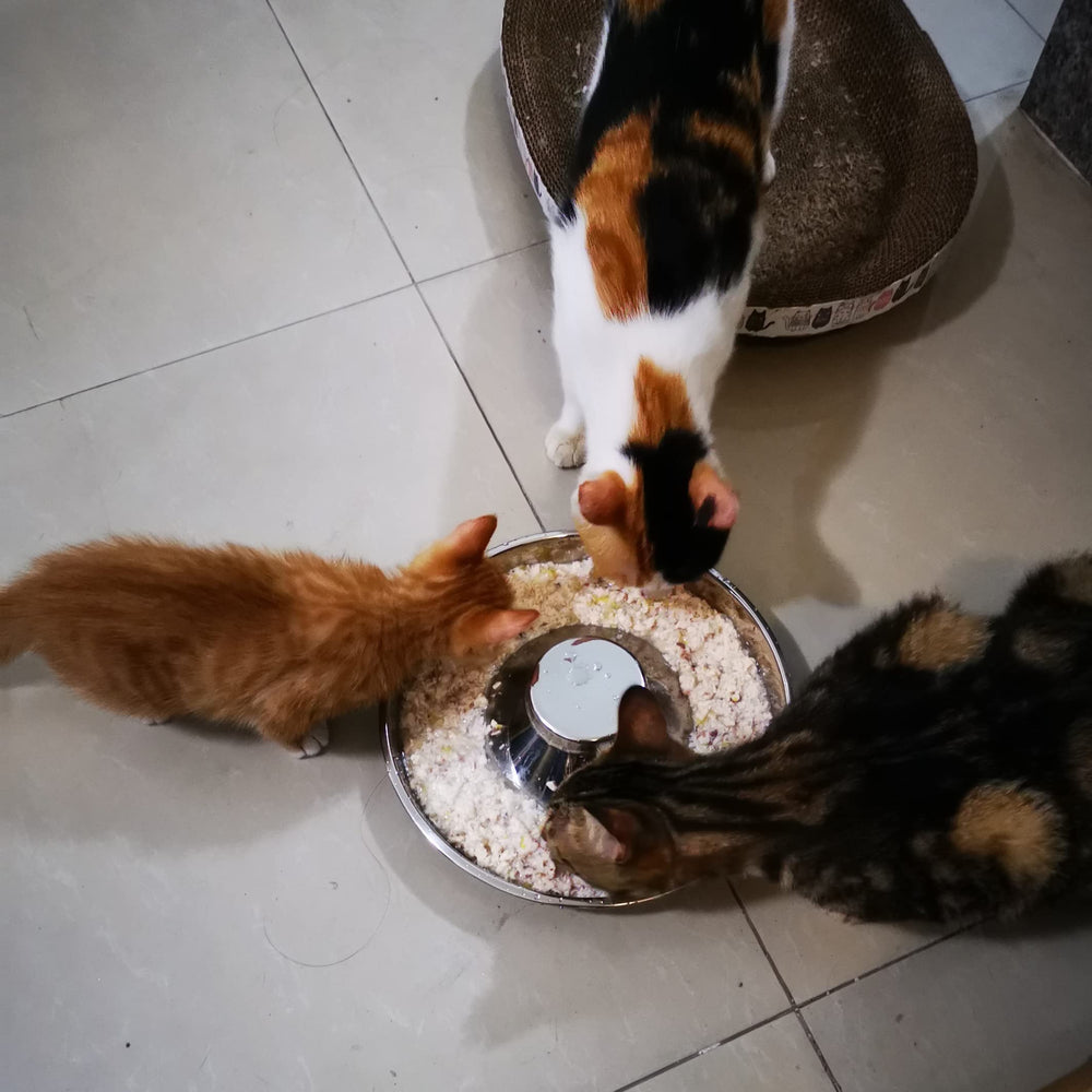 Sheldamy tazón apto para lavavajillas, limpieza rápida y segura.