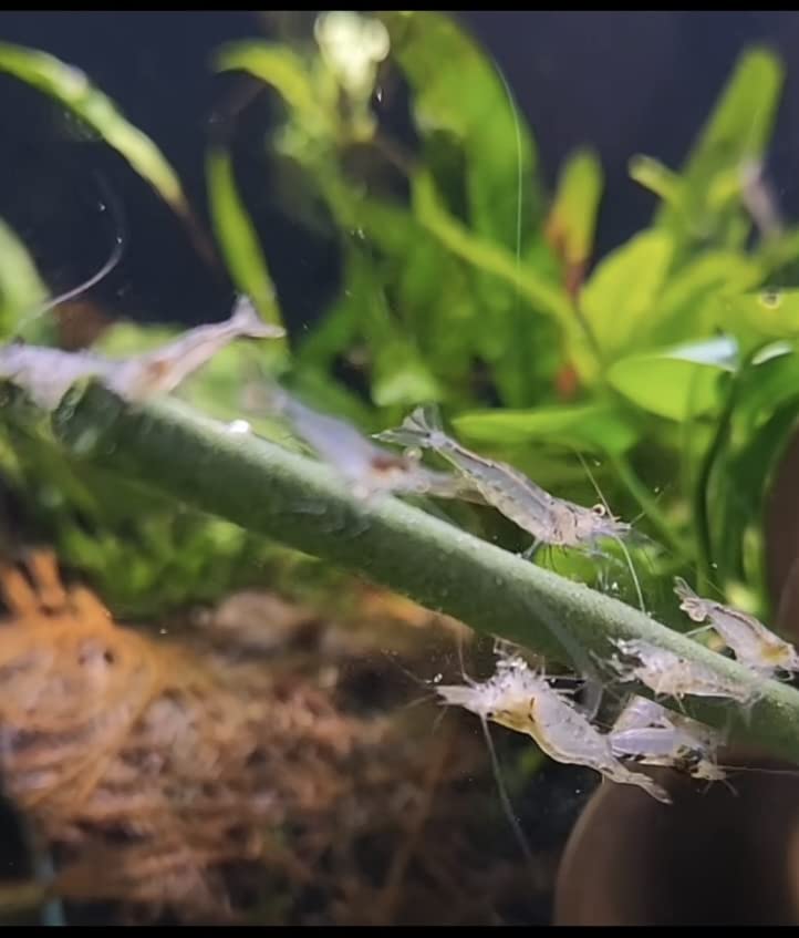 Shrimptastic Aquatics Lolly para alimentación lenta, facilita la observación del consumo en acuario.