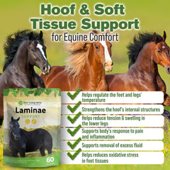 Silver Lining Herbs Laminae cucharada medidora, dosis fácil para el cuidado diario del caballo.