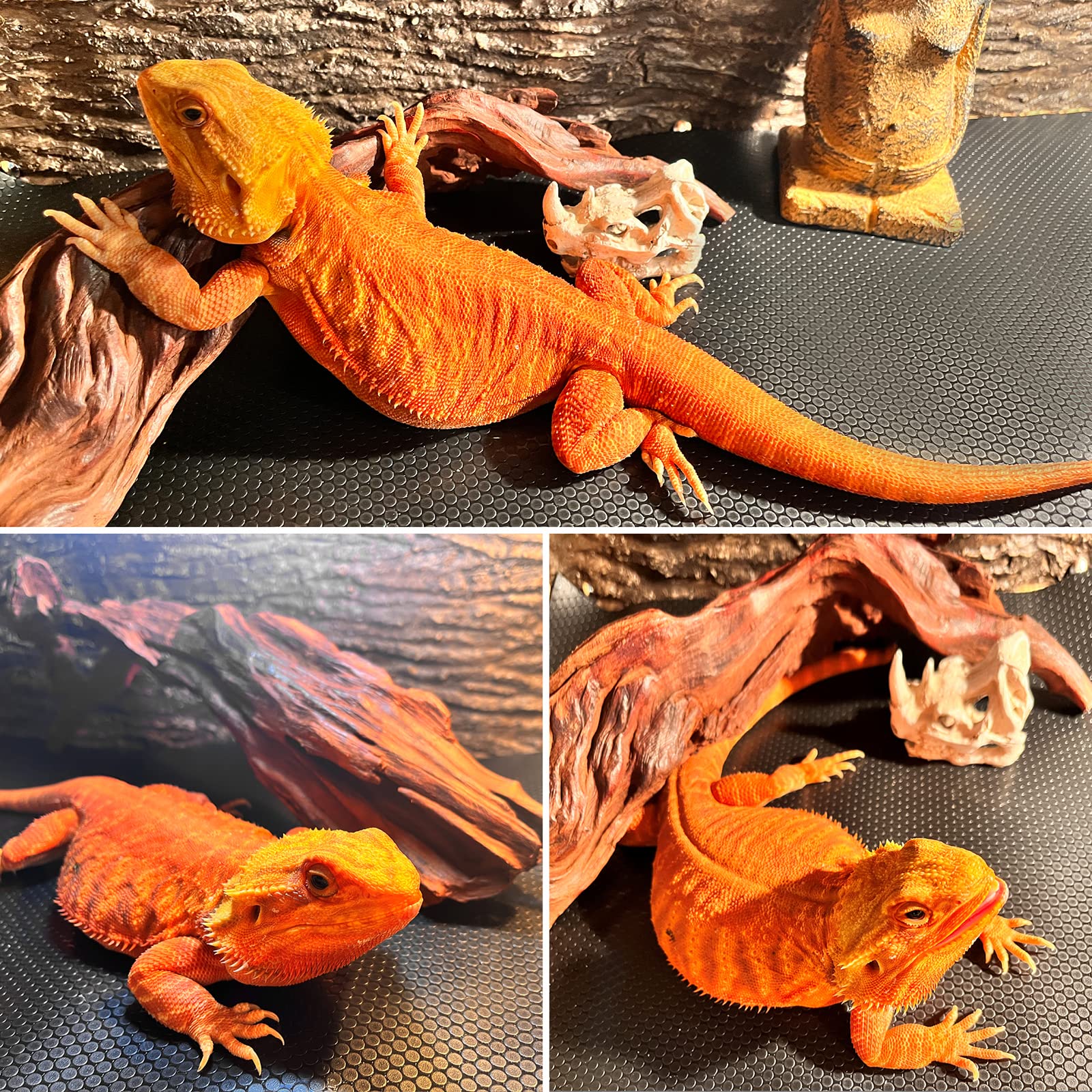 SISIPAI LIFE forro duradero de terrario: apto para serpientes y otros reptiles.