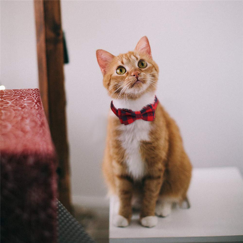 Uso en interiores y exteriores con campana que localiza al gato.